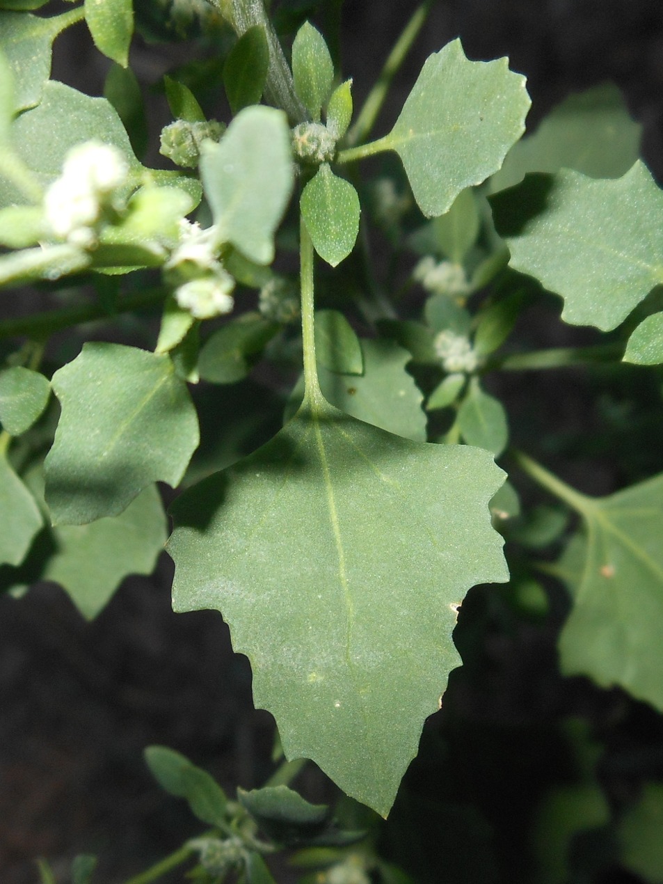 Chenopodium opulifolium Schrad. ex W.D.J. Koch & Ziz